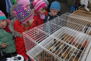 osterbrunnnen2016-16 - Hertlein