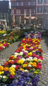 aktuell-sc2016-3 - hertlein