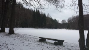 januar2017-feature-wald2